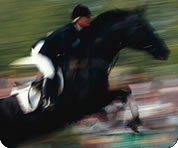 Horse and Rider